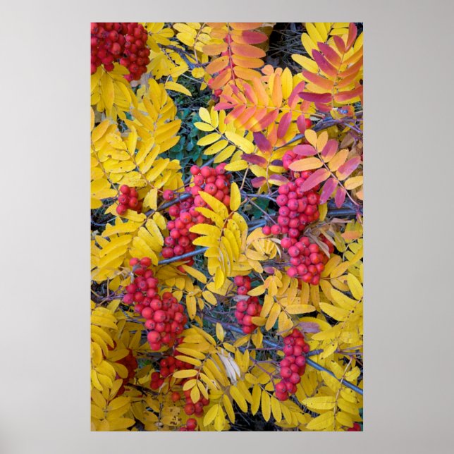 Poster USA, Washington, Western Mountain Ash, Okanogan (Devant)