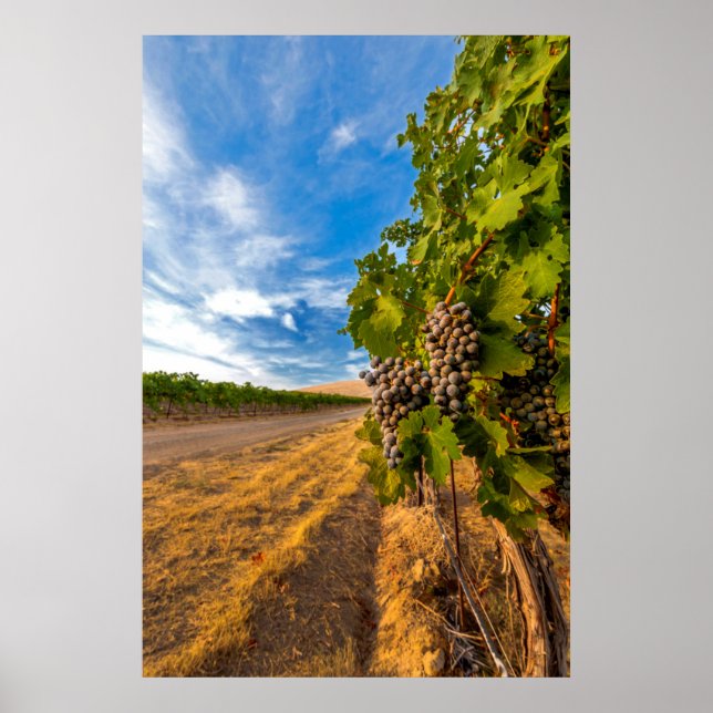 Poster USA, Washington, Yakima Valley. Raisins de merlot (Devant)