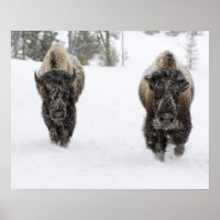 USA, WY, Yellowstone NP, Bison américain