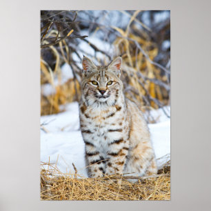 Poster USA, Wyoming, Portrait of Bobcat