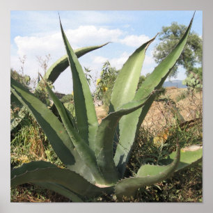 Poster Usine de tequila
