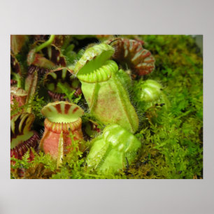 Poster Usines de broc
