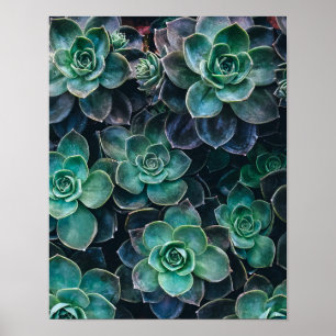 Poster Usines succulentes vert-bleu de détente de cactus