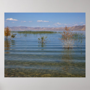 Poster UT, lac Bear