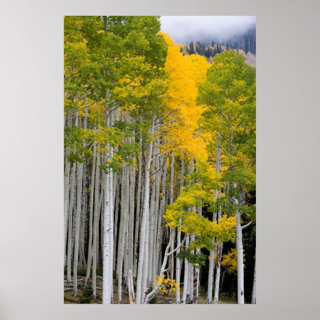 Poster Utah. États-Unis Arbres d'Aspen (Populus Tremuloid (Devant)