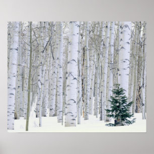 Poster UTAH. États-Unis Aspen (Populus tremuloides) et Do