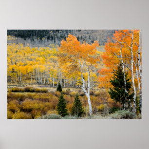 Poster Utah, USA. Arbres D'Aspen Et Épais De Saules