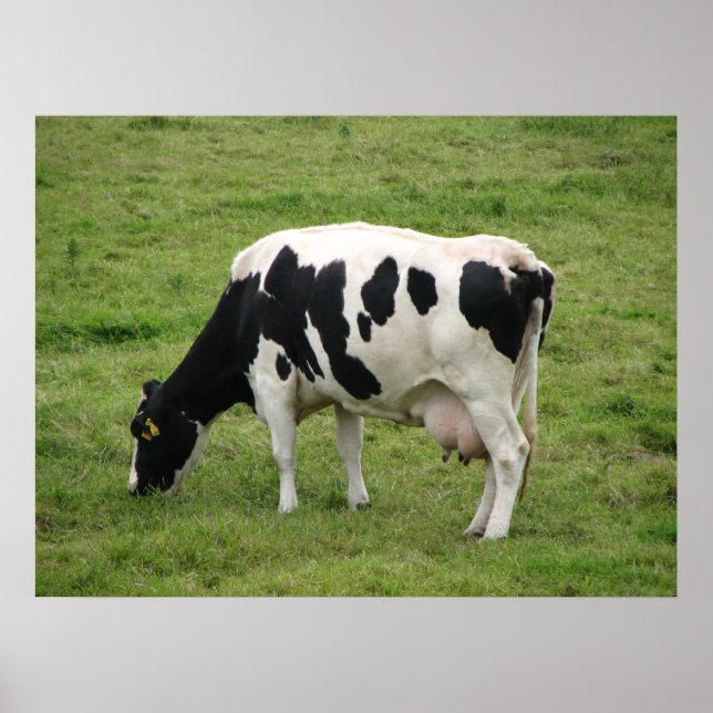 Poster Vache (Devant)
