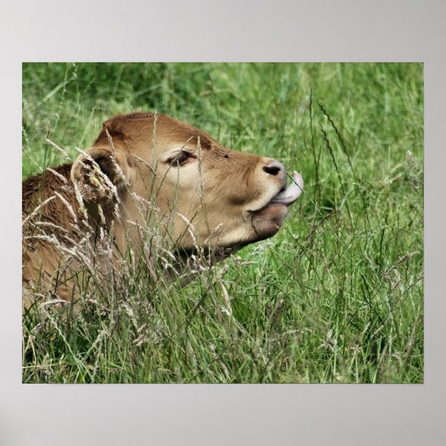 POSTER VACHE (Devant)