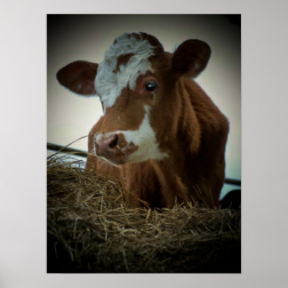 Poster Vache à la crème orange