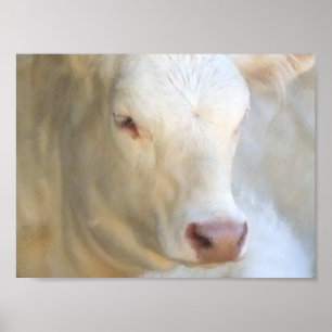 Poster Vache blanche