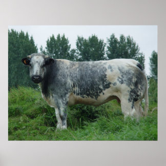 Poster Vache Bleue