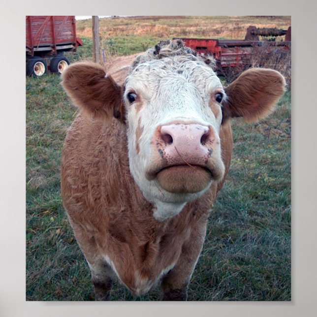 Poster Vache curieuse (Devant)