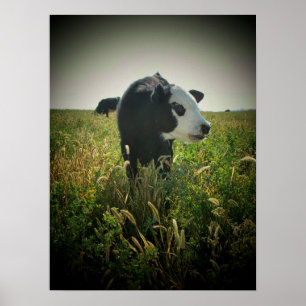 Poster Vache dans le pâturage
