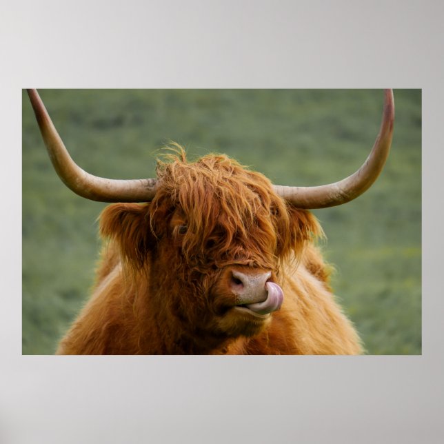Poster Vache de boeuf Highland lécher son nez (Devant)