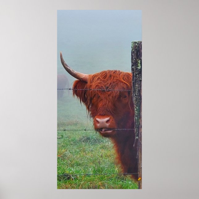 Poster Vache de Highland mordant une clôture de fil (Devant)