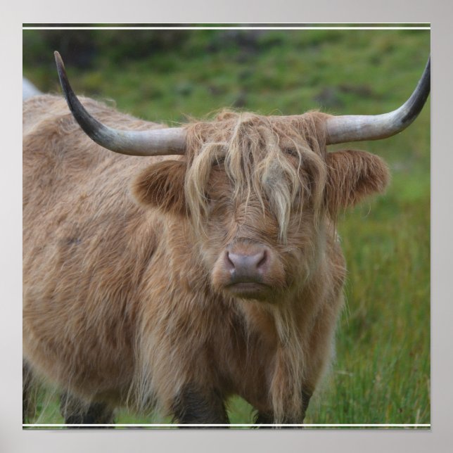 Poster Vache de Highland Shaggy Blonde (Devant)