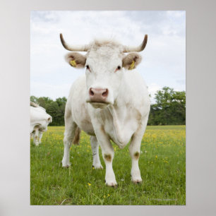 Poster Vache debout dans un champ herbeux