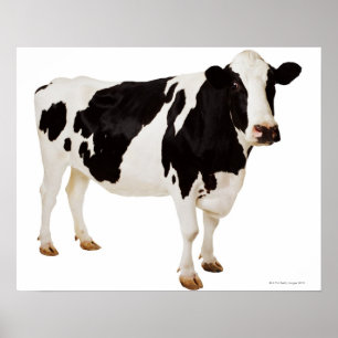 Poster Vache du Holstein (Taureau de Bos)