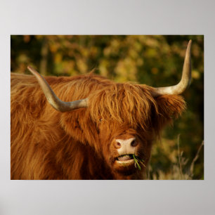 Poster Vache écossaise des Highlands