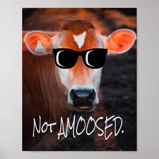 Poster Vache en lunettes de soleil Pas aMOOsed mignon drô (Devant)