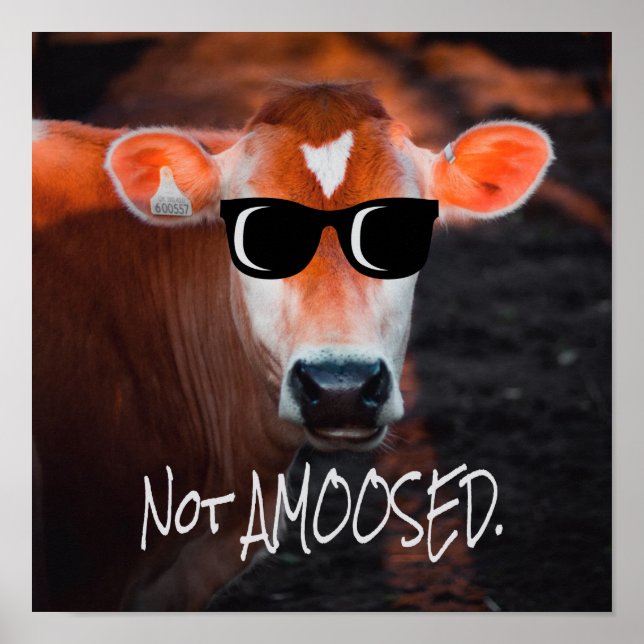 Poster Vache en lunettes de soleil Pas aMOOsed mignon drô (Devant)