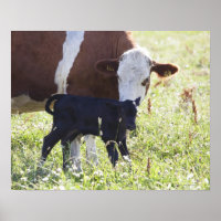 Vache et veau