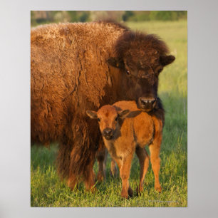 Poster Vache et veau de bison américain, Dakota du Nord