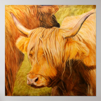 Poster Vache Highland, Pâtes d'huile