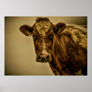 Poster Vache hollandaise