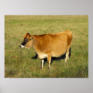 Poster Vache Jersey à Jersey