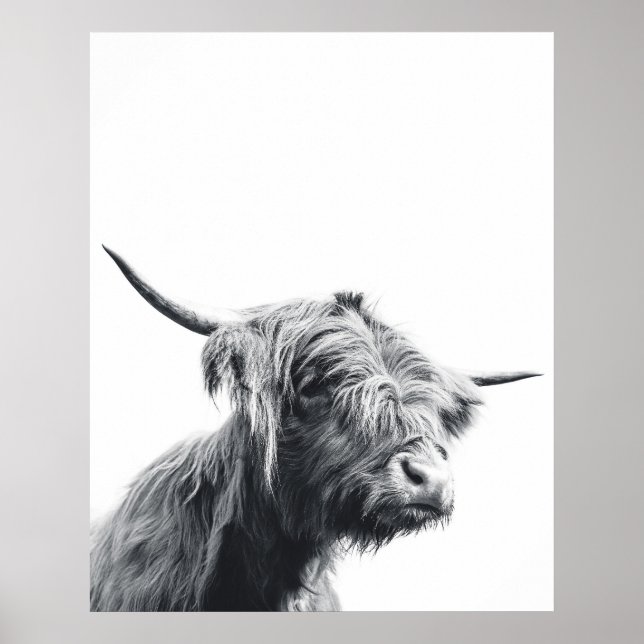 Poster Vache Majestic Highland noir et blanc (Devant)