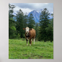 Vache mignonne dans le pâturage, photographie, pla