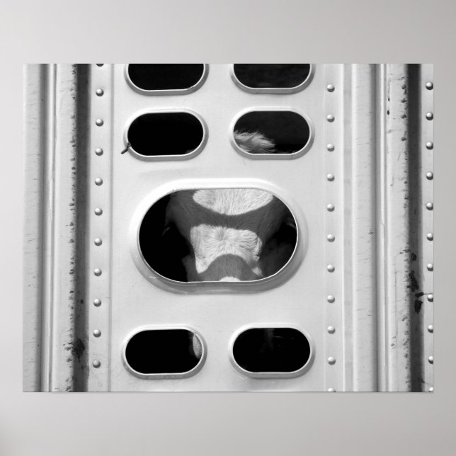 Poster Vache noire et blanche dans un camion de bétail 16 (Devant)