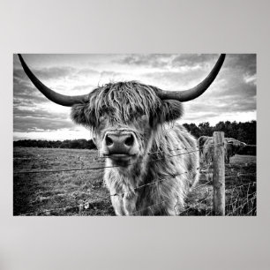 Poster Vache noire et blanche des Highlands