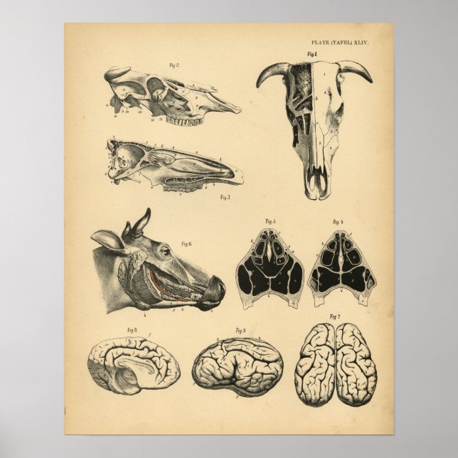 Poster Vache Ox Crâne Cerveau Anatomie 1908 Imprimer Vint (Devant)