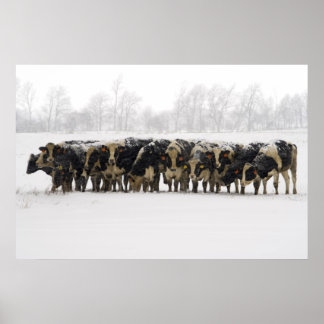 Poster Vaches