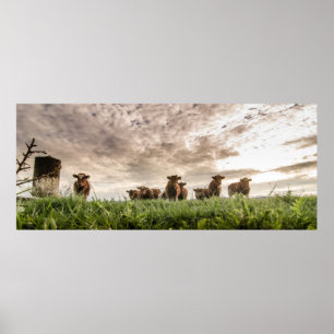 Poster Vaches