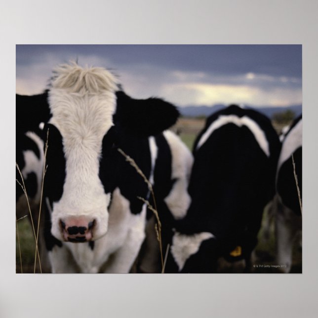 Poster Vaches 3 (Devant)
