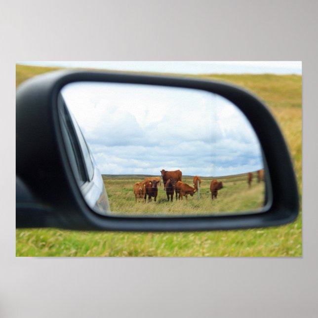 Poster Vaches dans le miroir (Devant)