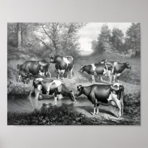 Poster Vaches dans les pâturages