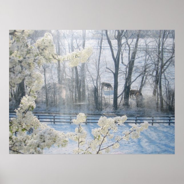 Poster Vaches dans un champ en hiver (Devant)