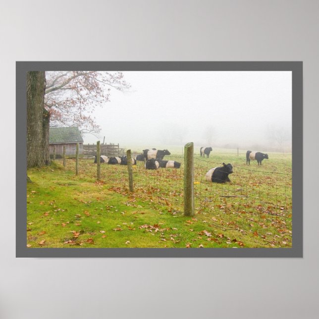 Poster Vaches de galloway ceinturées à Rockport Maine (Devant)
