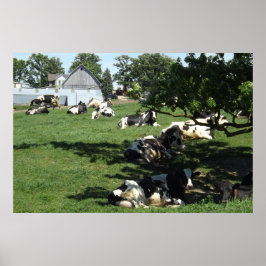 Poster Vaches de repos sur la photographie agricole Midwe