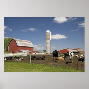 Poster Vaches devant une grange rouge et silo sur une fer