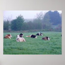 Poster - Vaches - En Couleur