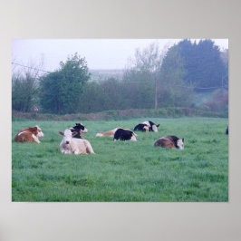 Poster - Vaches - En Couleur