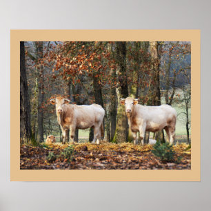 Poster Vaches en zone boisée, France