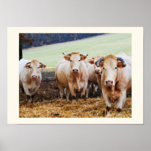 Poster Vaches françaises