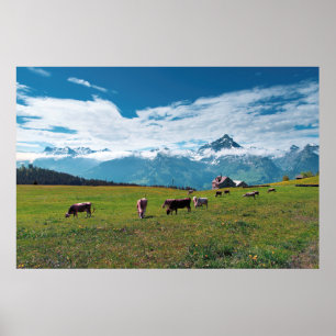 Poster Vaches heureuses à la ferme en Suisse